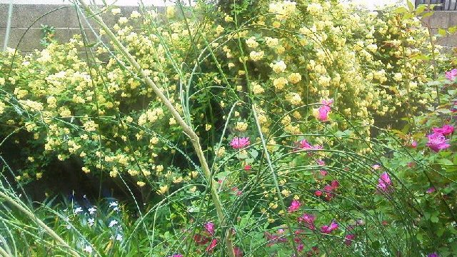 モッコウバラ