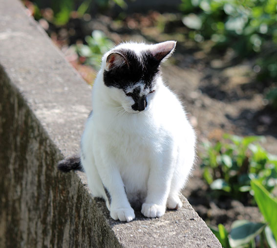 我が家のニャンコ♪2014/11/23-3