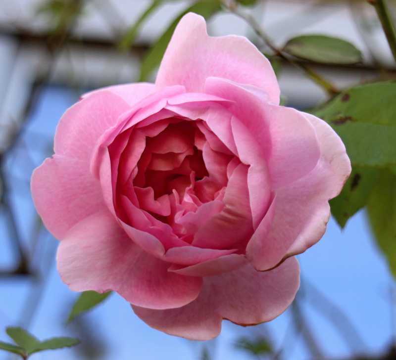 メアリーローズ バラと可愛い花たち 楽天ブログ