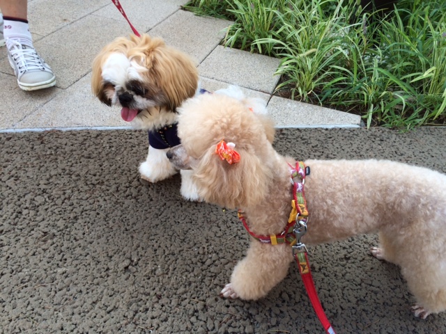 20120802ライムちゃんとマリちゃん.JPG