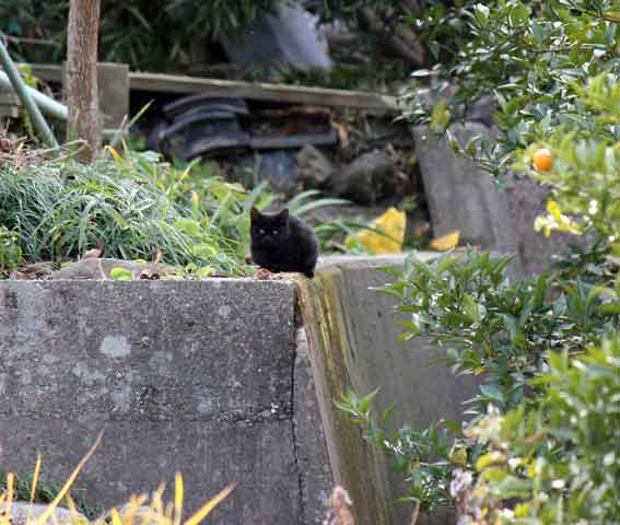 我が家のニャンコ♪2013/12/9-2