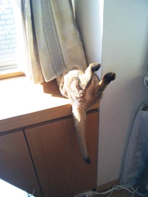 本日のロマ－２