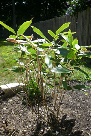 yard work08.jpg
