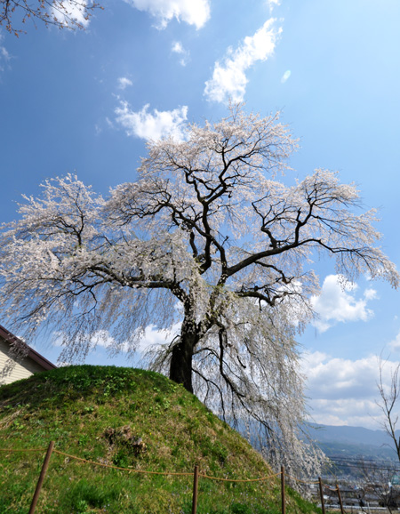 石塚桜３