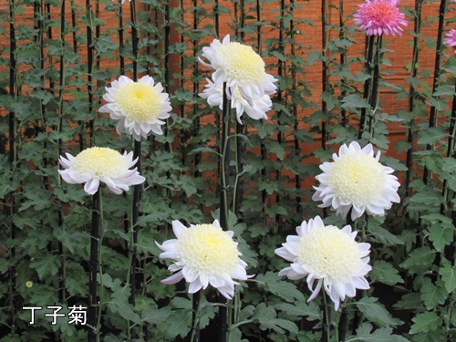 伊勢菊・丁子菊・嵯峨菊花壇