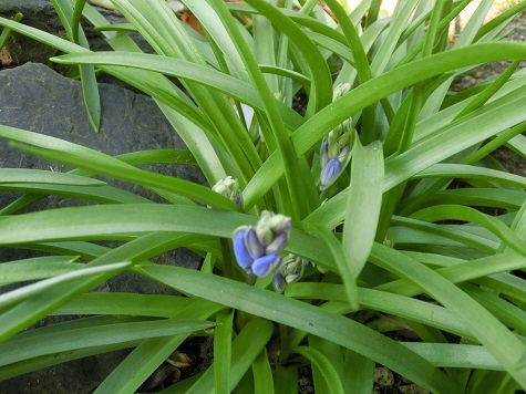 ツリガネスイセン