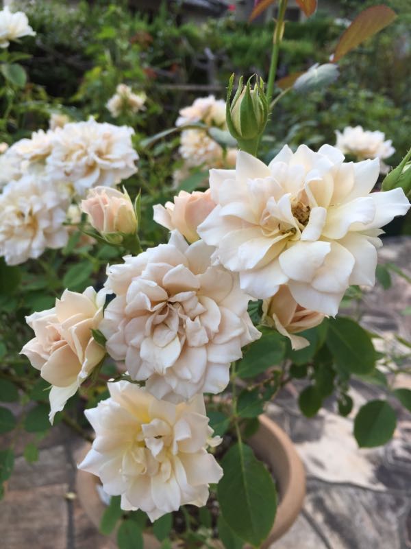 rblog-20160909235957-01.jpg