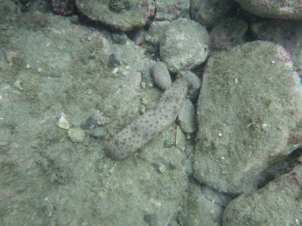 串本磯採集2023年7月上旬34　トラフナマコ（Holothuria pervicax）の疑い