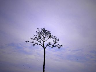 Miracle Pine Tree