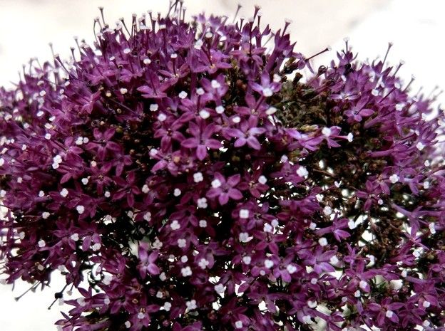 家内はデイ 私は病院 花はユウギリソウ 紅ざくら だい のひとりごと 楽天ブログ