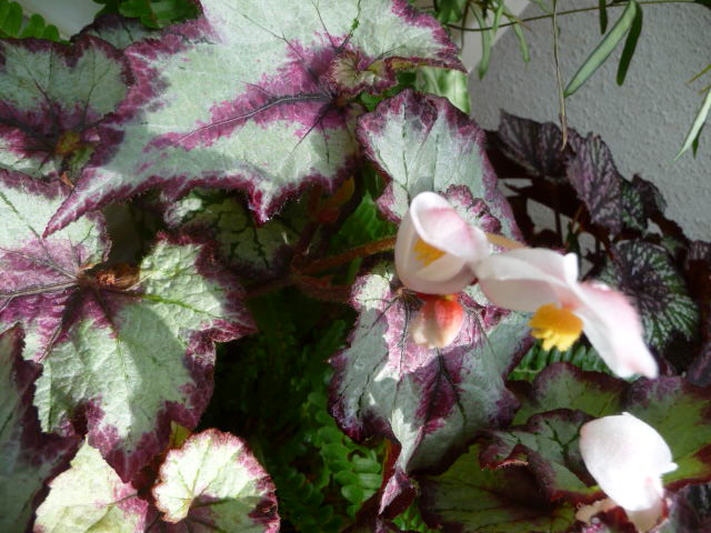 ねずみもちの実＆へくそかずらの実＆温室内でのベゴニアを (写真あり) | 私の好きな花♪ - 楽天ブログ