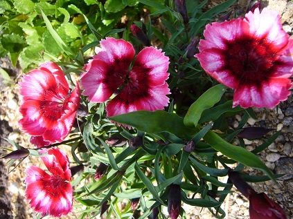 P1080464.JPG