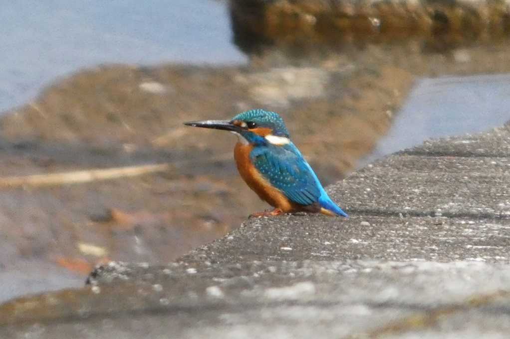 515