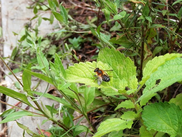 P7130007ミツバチ.jpg