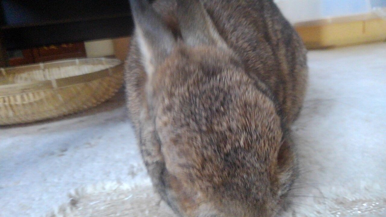 自由なきりたん うさぎ 月に還ったうさぎさん 楽天ブログ