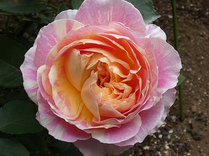 バラで小さな庭づくり 春のバラから二番花へ クロードモネ ダブルデライトなど ピエールドゥロンサールの花後剪定