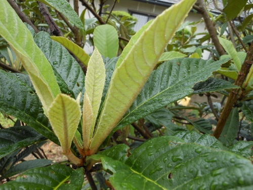 DSCN0578 (500x375).jpg