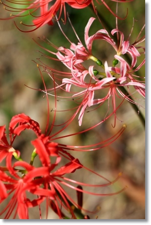 狐山古墳-15 ヒガンバナ-15 13.9.24