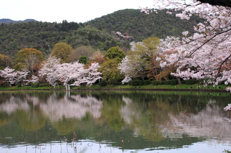 大沢池_002.jpg