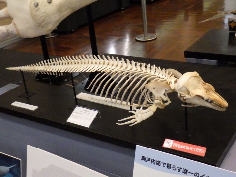 大阪市立自然史博物館2017年7月中旬13　スナメリ（Neophocaena phocaenoides）の骨格標本