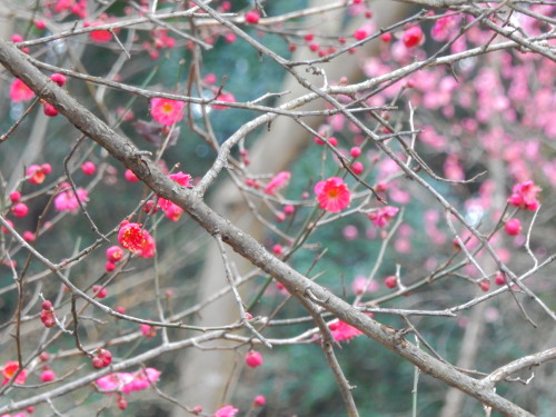 DSCN0054b20160131.jpg