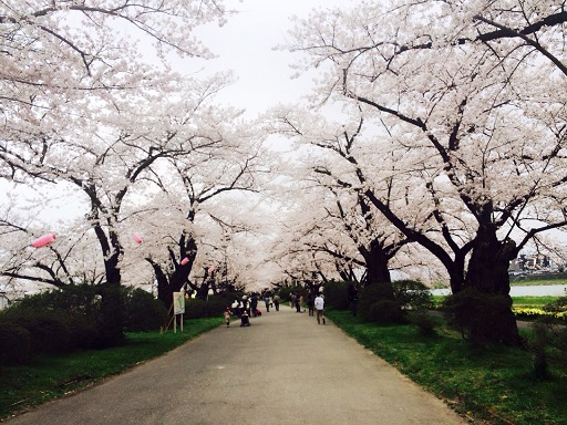 桜並木.jpg