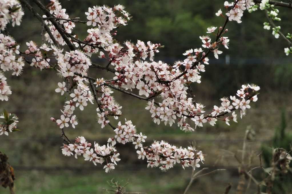 下流にあるピンクの花の木は彼岸桜の一種ではなく紅葉李 ベニバスモモ でした 大分金太郎の花鳥蝶月 楽天ブログ