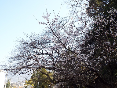 サクラ（桜）国立病院前