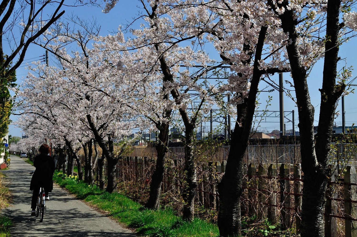 奥羽本線沿い自転車道の桜並木