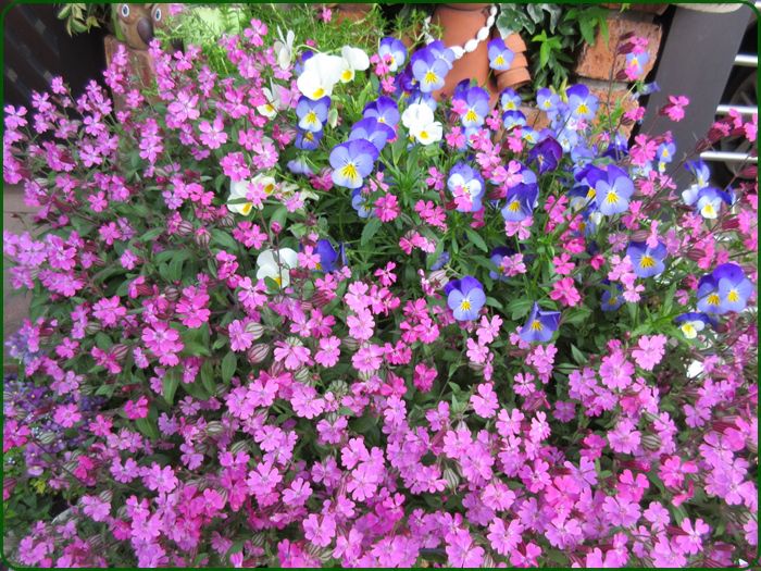 シレネの種類は多い シレネ ユニフローラを池田市で購入 狭い庭を花いっぱいにする育て方 楽天ブログ