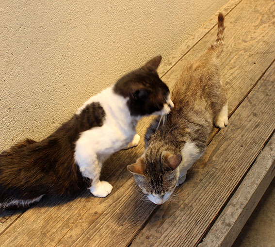 我が家のニャンコ♪2014/06/7-3