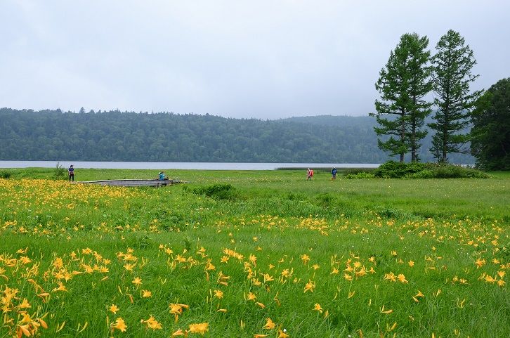 尾瀬大江湿原のニッコウキスゲとワタスゲ 東北地方の山と花 頑張れ東北 頑張れ日本 楽天ブログ