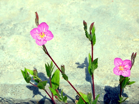 赤花夕化粧の花