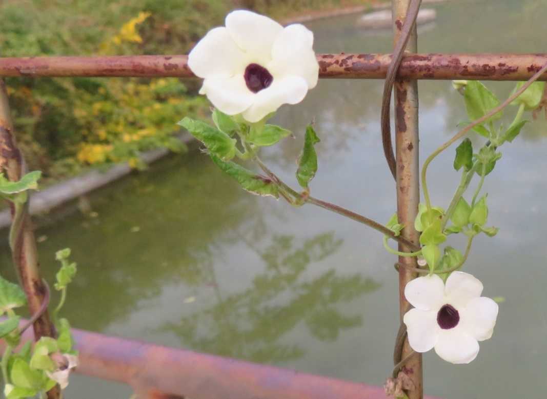 京都府立植物園で見た花 ヤハギカズラ シーマニア だい のひとりごと 楽天ブログ