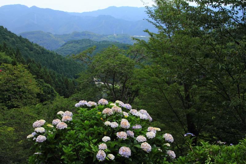 七曲の紫陽花_04.jpg