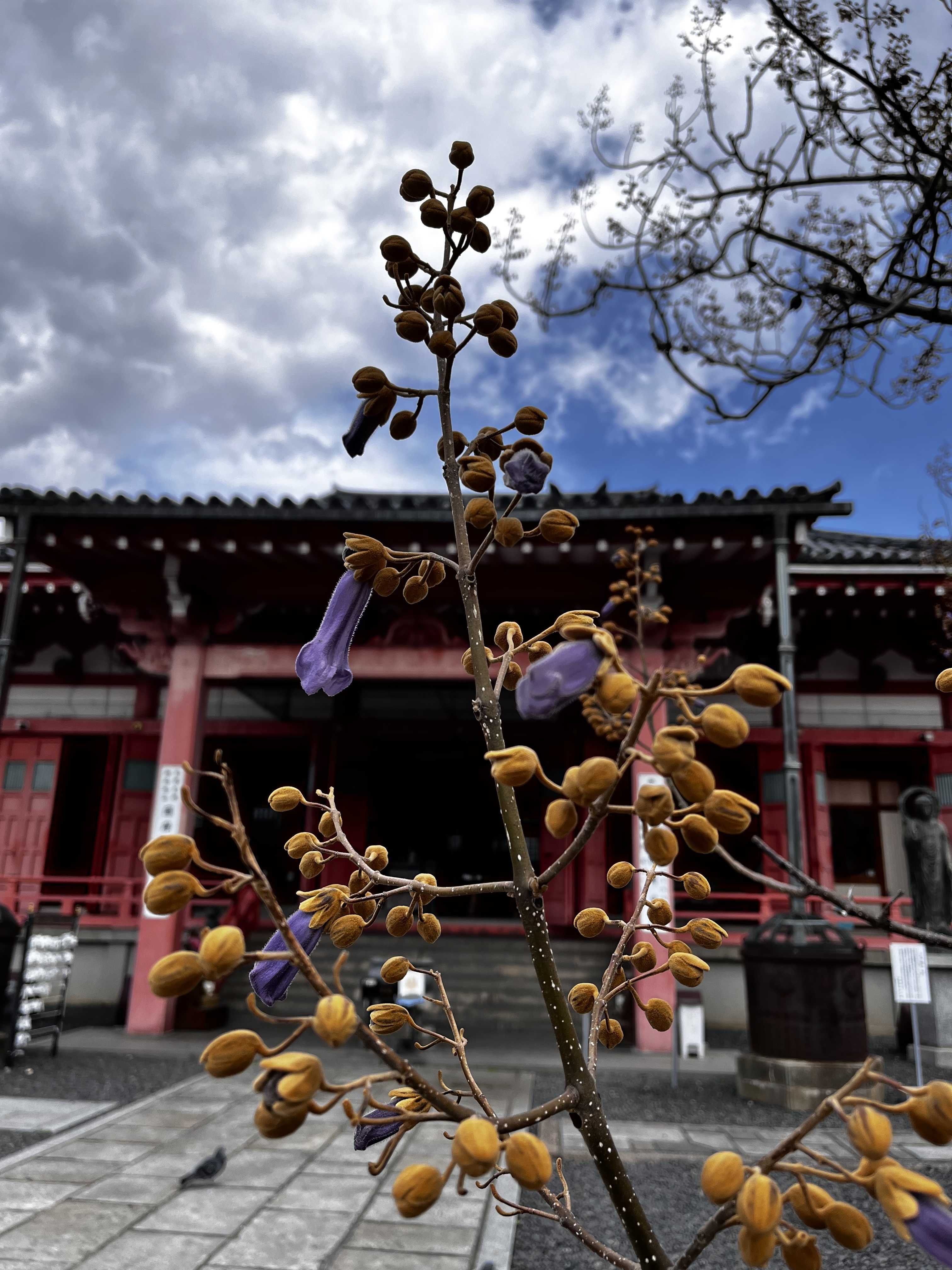 津観音さん ますます元気に! 楽天ブログ
