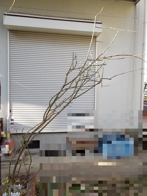 アルテミスとオデュッセイアのアーチを誘引 バラを咲かせることが好き 楽天ブログ