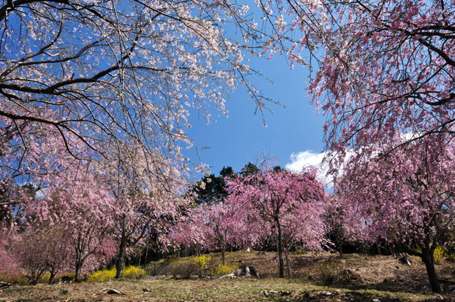 桜２