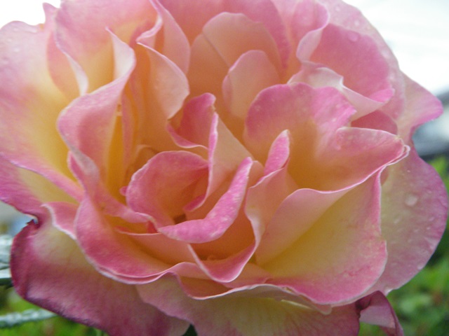 薔薇