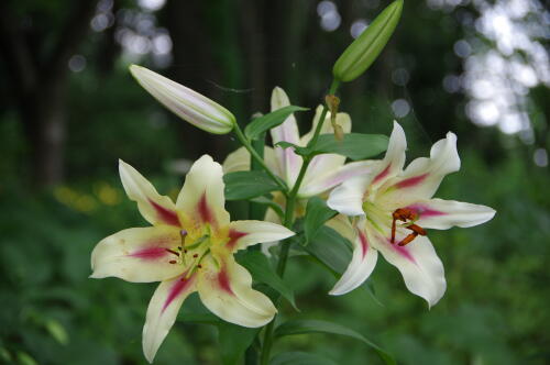 昭和記念公園のゆりの花