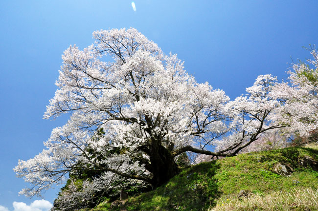 桜６