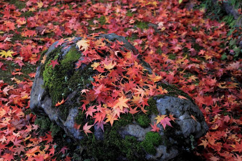 東福寺_004敷き紅葉.jpg
