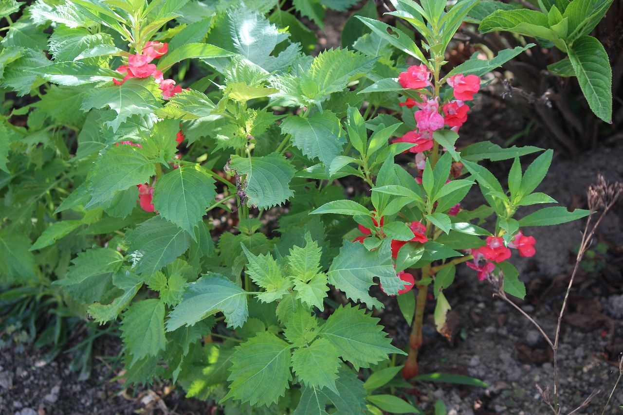 植物 の記事一覧 つれづれ日記 楽天ブログ