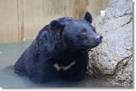 東京旅行-101 ツキノワグマ 13.10.5