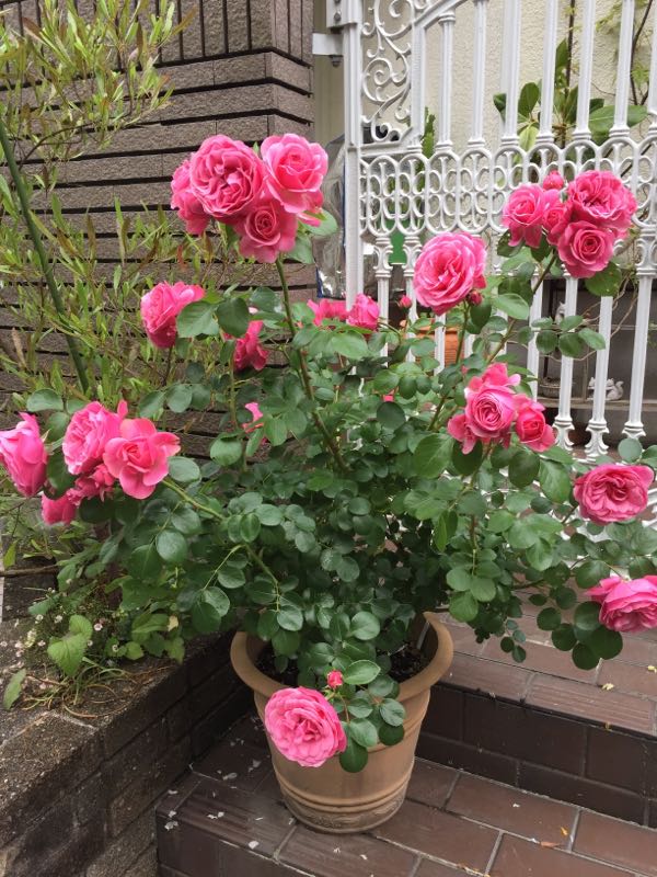 rblog-20170525224912-06.jpg