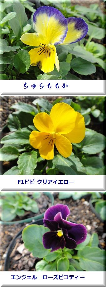 新しく開花したビオラ