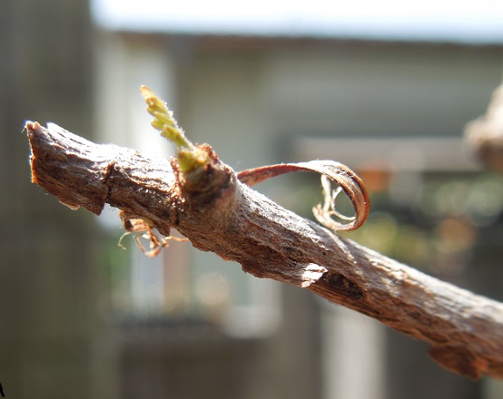 オペルクリカリアデカリー6-11-1