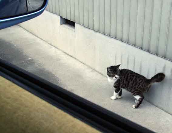 我が家のニャンコ♪2013/3/31-3