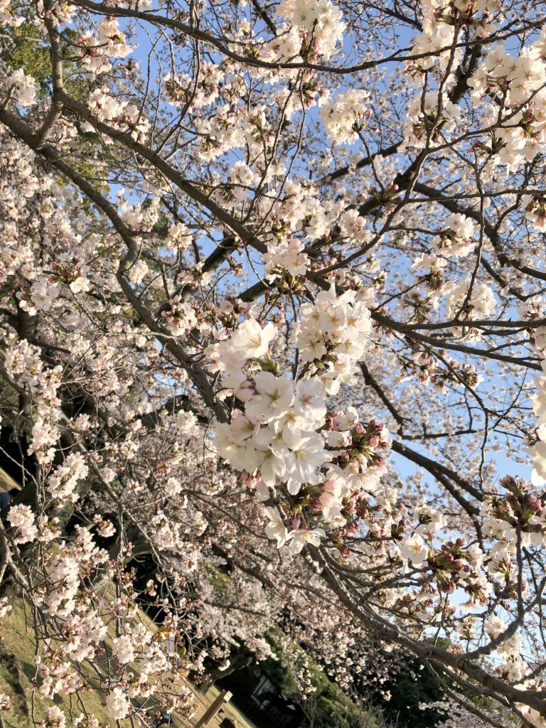 栗林公園に家族とお花見へ ホテル川六 エルステージ高松