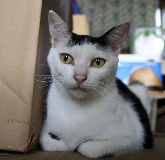 我が家のニャンコ♪2014/02/7-2